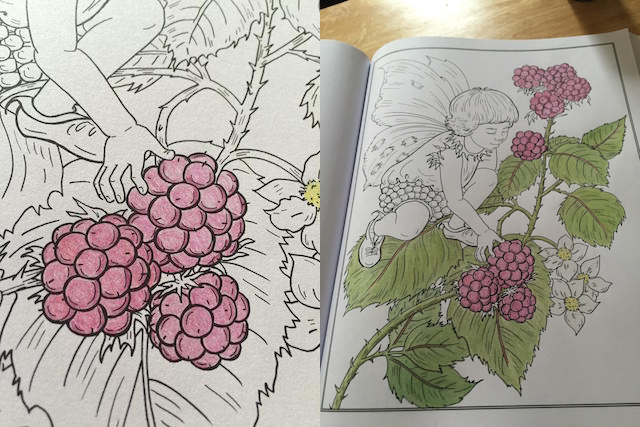 raspberries coloring pages